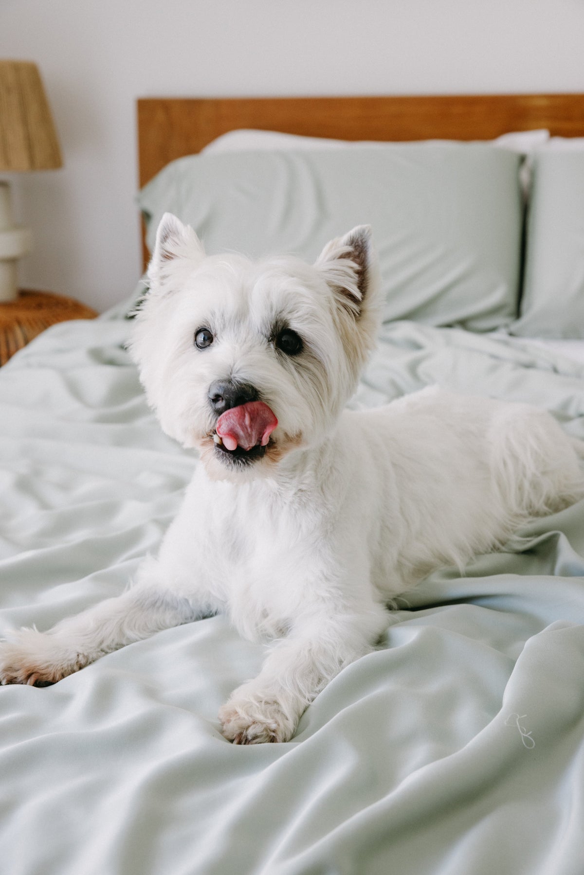 Bamboo Dog Bed Cover NakedLab
