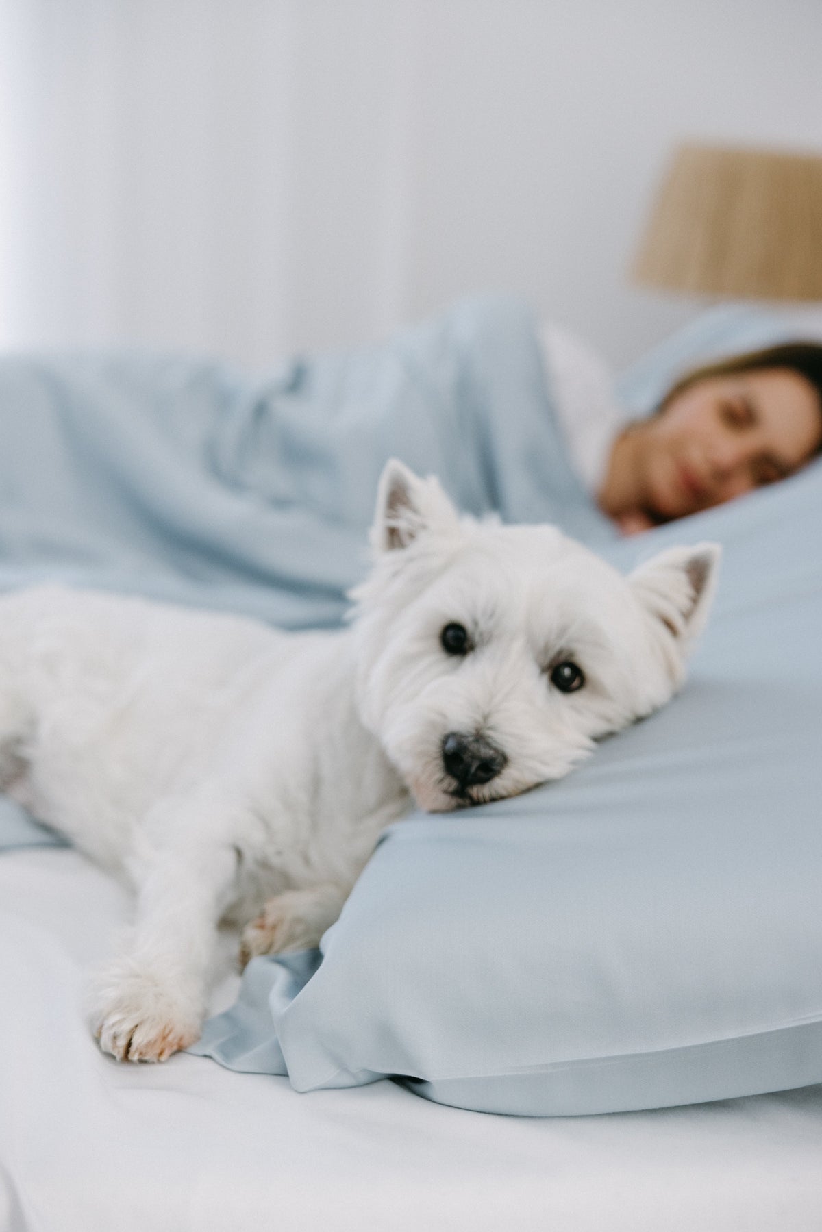 Bamboo Dog Bed Cover NakedLab