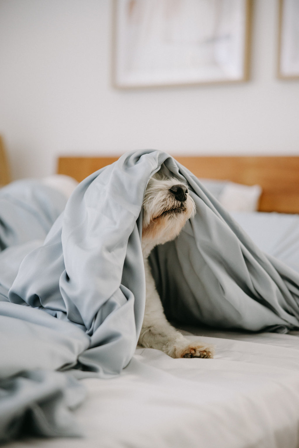 Bamboo Dog Bed Cover NakedLab
