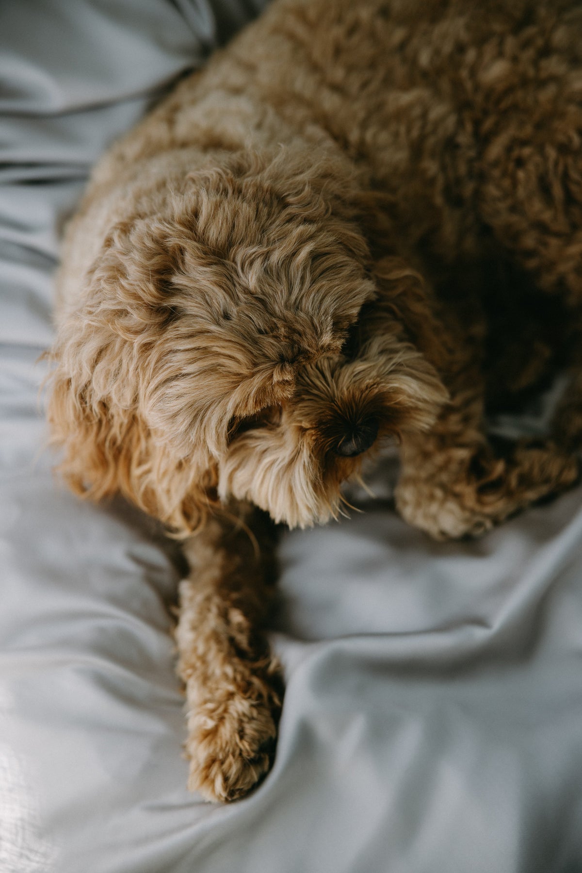 Bamboo Dog Bed Cover NakedLab