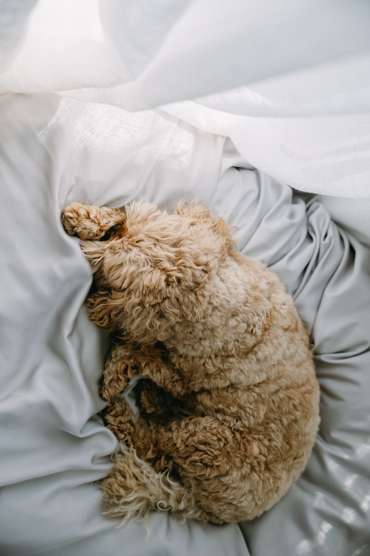 Bamboo Dog Bed Cover NakedLab