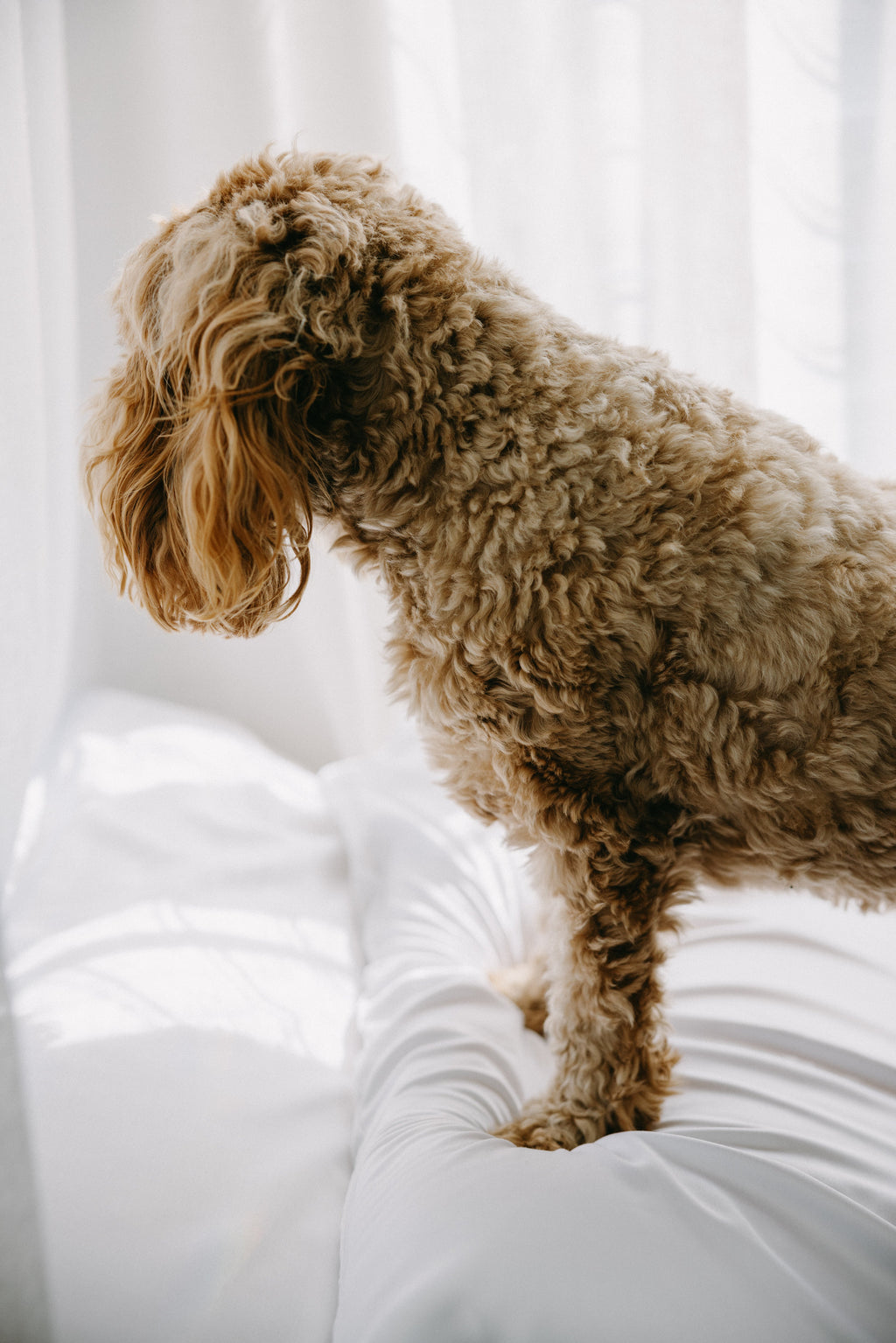 Bamboo Dog Bed Cover NakedLab